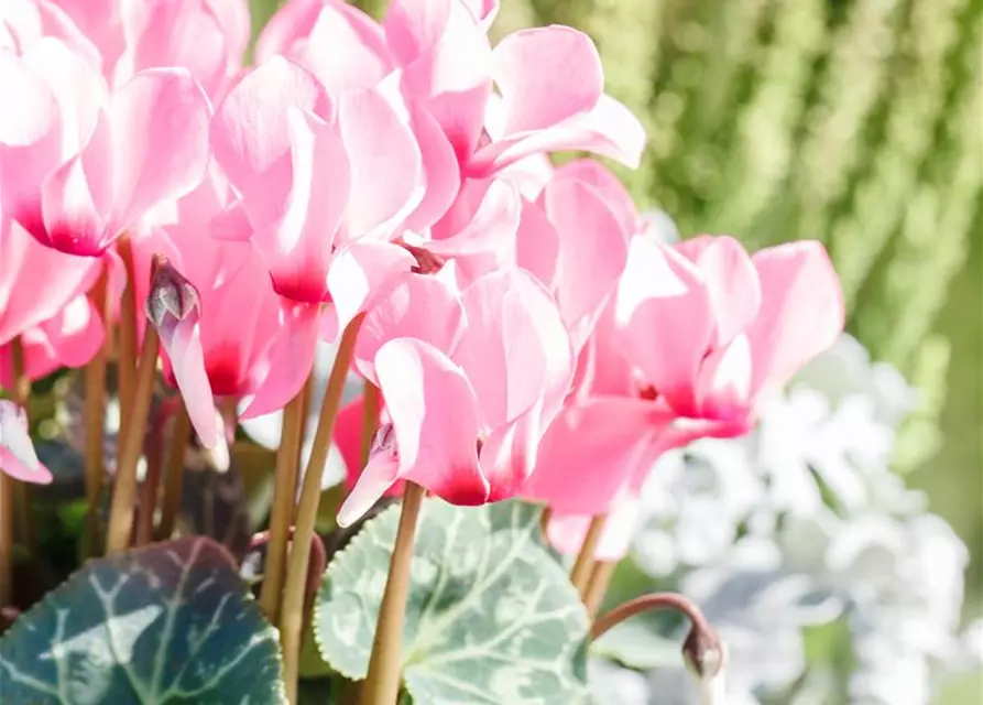 Cyclamen persicum 'Out-Land'