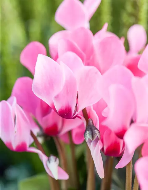 Cyclamen persicum 'Out-Land'