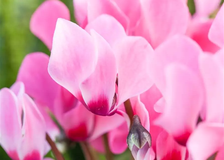 Cyclamen persicum 'Out-Land'