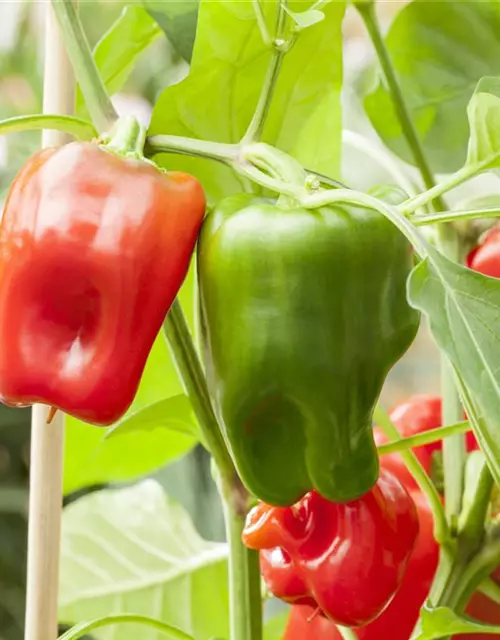 Capsicum annuum 'Pick a Pep'®