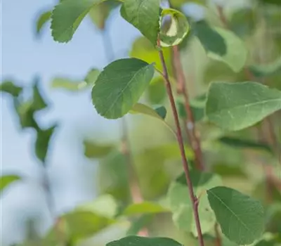 Amelanchier alnifolia 'Obelisk'®