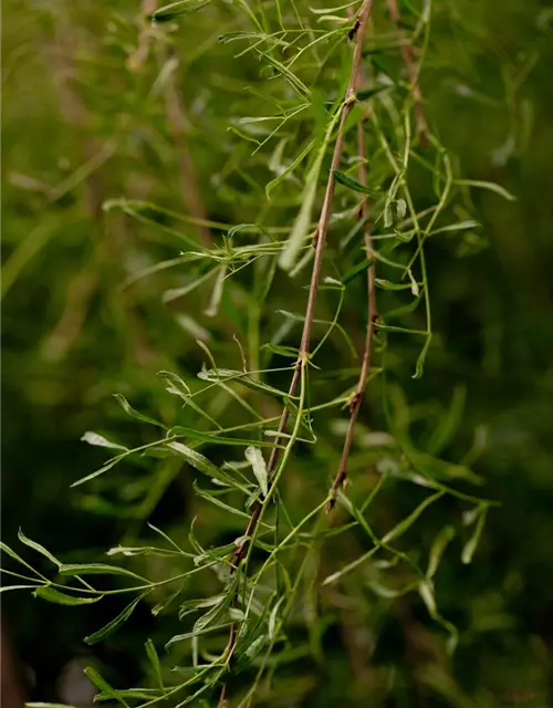 Caragana arborescens