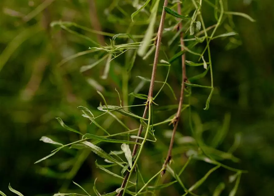 Caragana arborescens