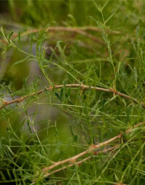 Caragana arborescens