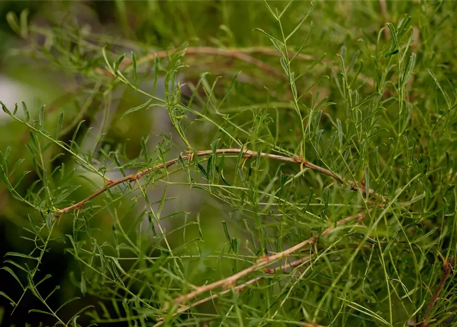 Caragana arborescens