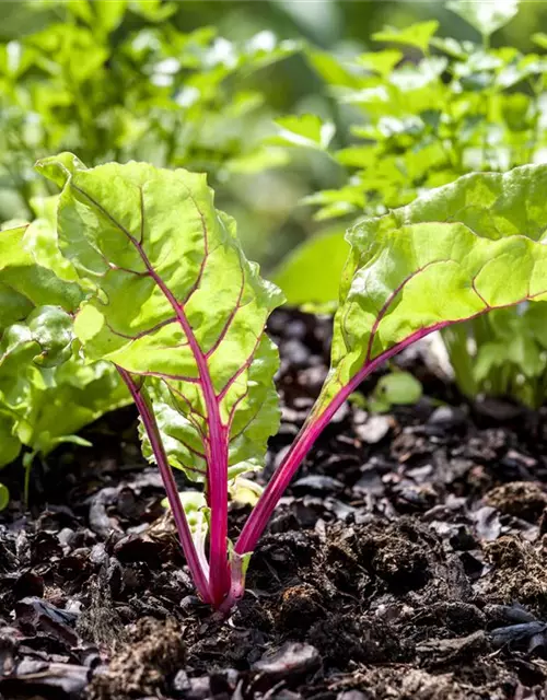 Beta vulgaris var. cicla