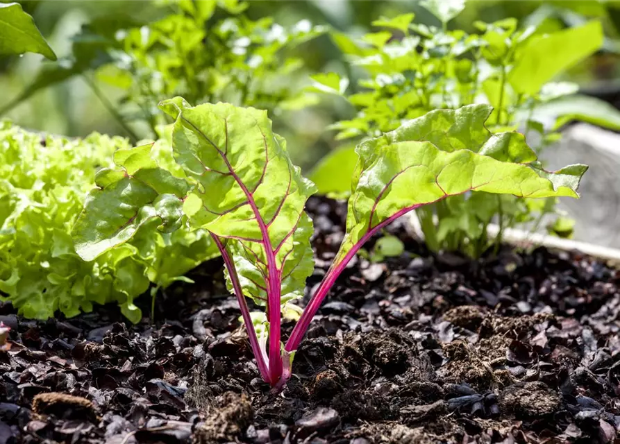 Beta vulgaris var. cicla