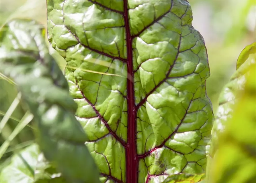 Beta vulgaris var. cicla