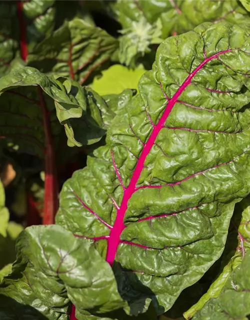 Beta vulgaris var. cicla