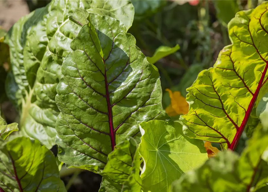 Beta vulgaris var. cicla