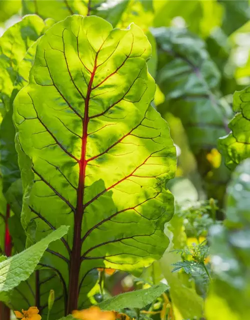 Beta vulgaris var. cicla