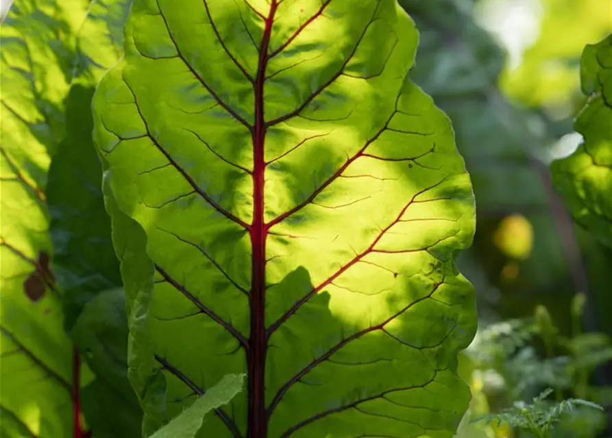 Beta vulgaris var. cicla