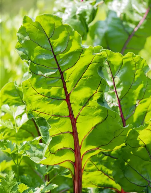 Beta vulgaris var. cicla