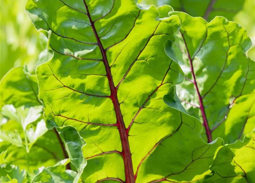 Beta vulgaris var. cicla