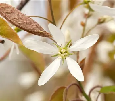 Amelanchier lamarckii