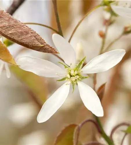 Amelanchier lamarckii