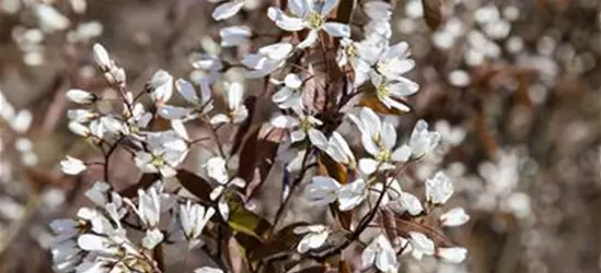 Amelanchier lamarckii 'Rainbow Pillar'®