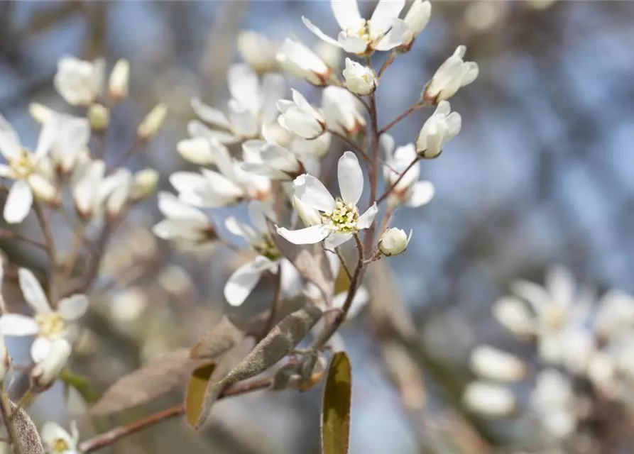 Amelanchier lamarckii