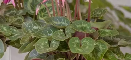 Cyclamen persicum, rot