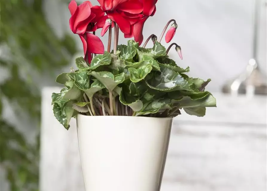 Cyclamen persicum, rot