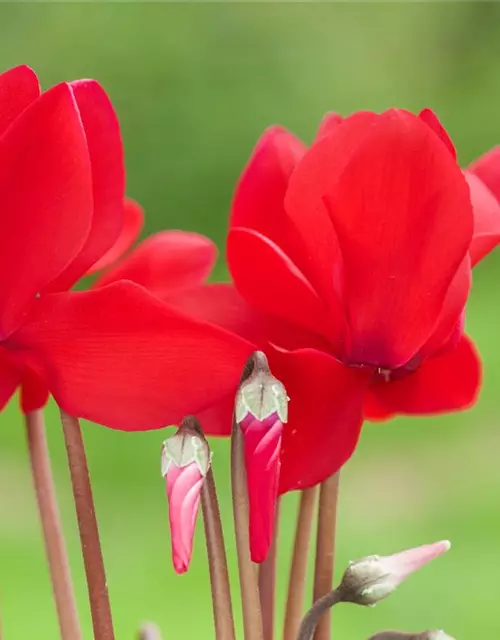 Cyclamen persicum, rot