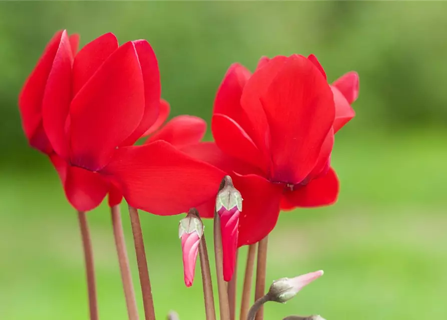 Cyclamen persicum, rot