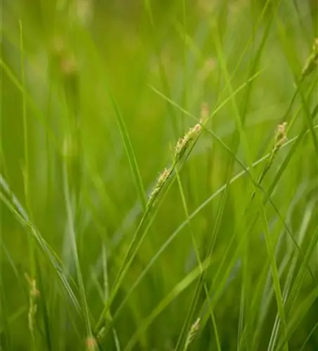 Carex brunnea