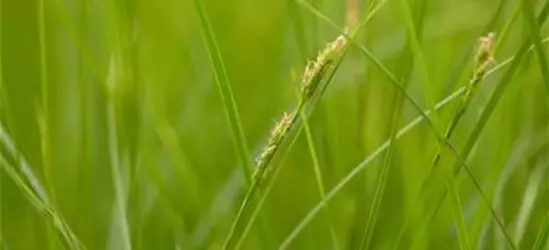 Carex brunnea