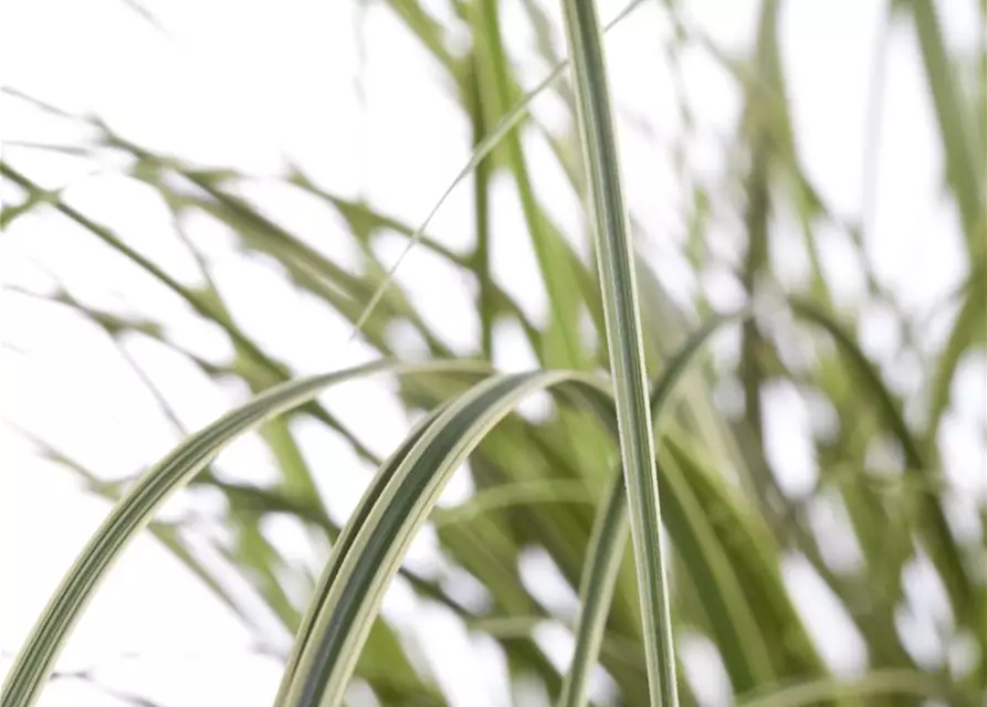 Carex brunnea