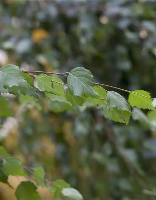 Betula pendula