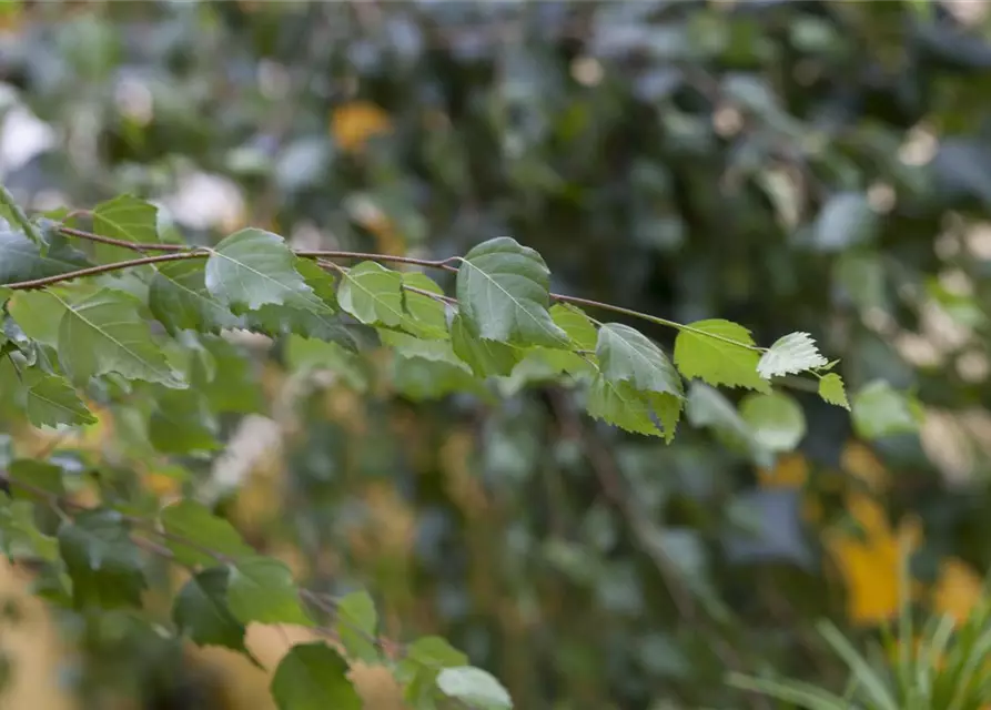 Betula pendula