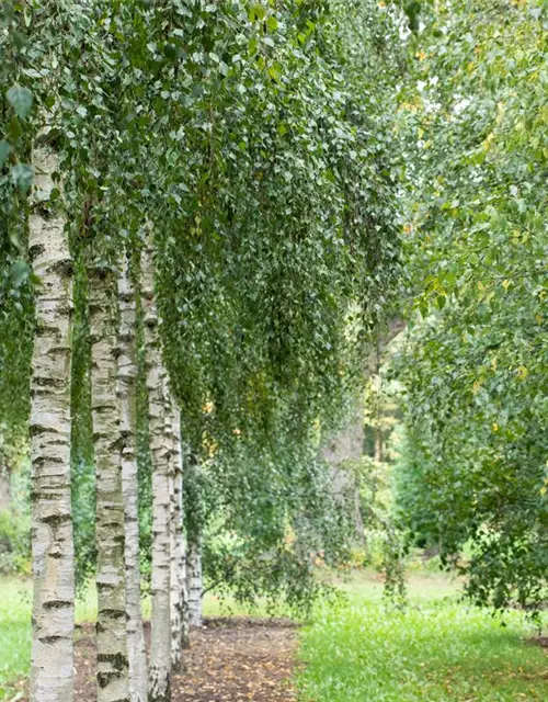 Betula pendula