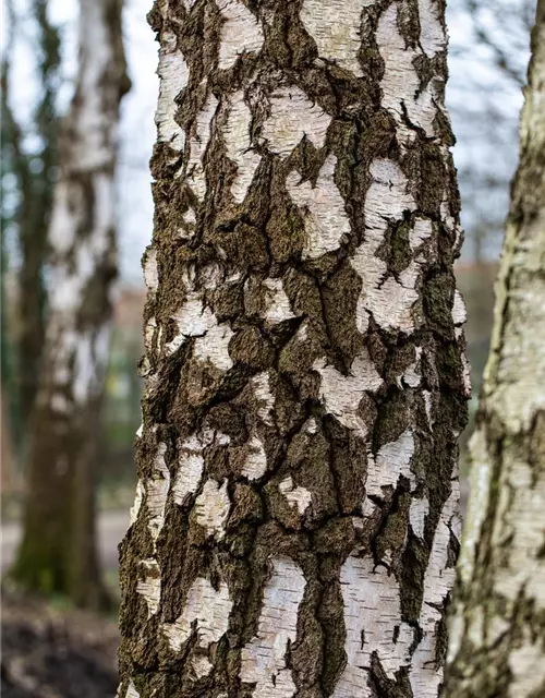 Betula pendula