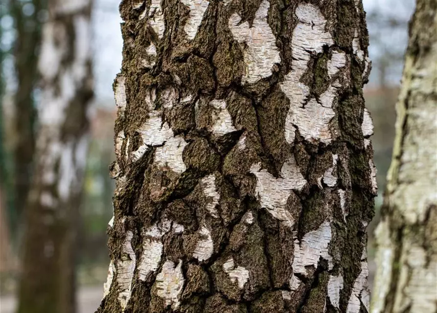 Betula pendula