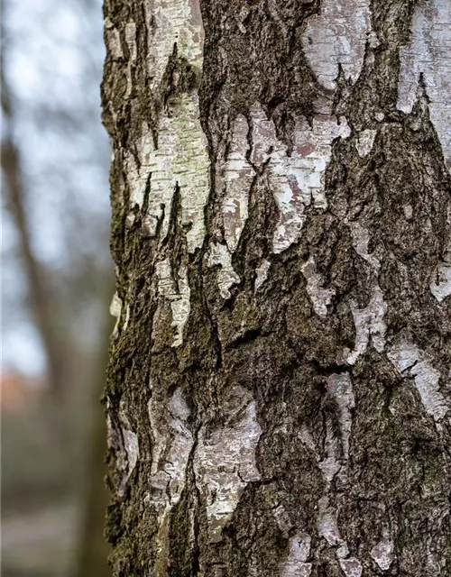 Betula pendula