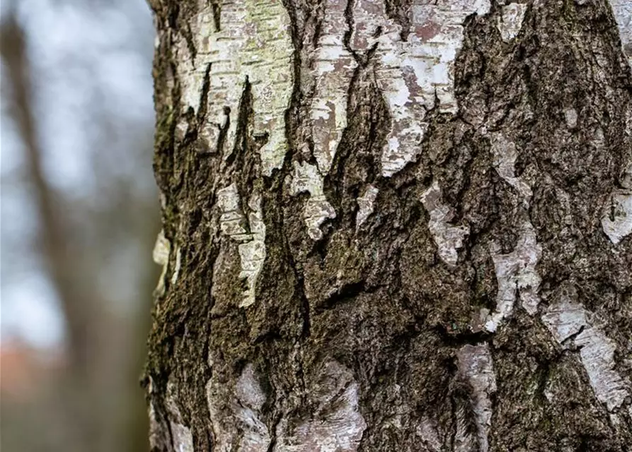 Betula pendula