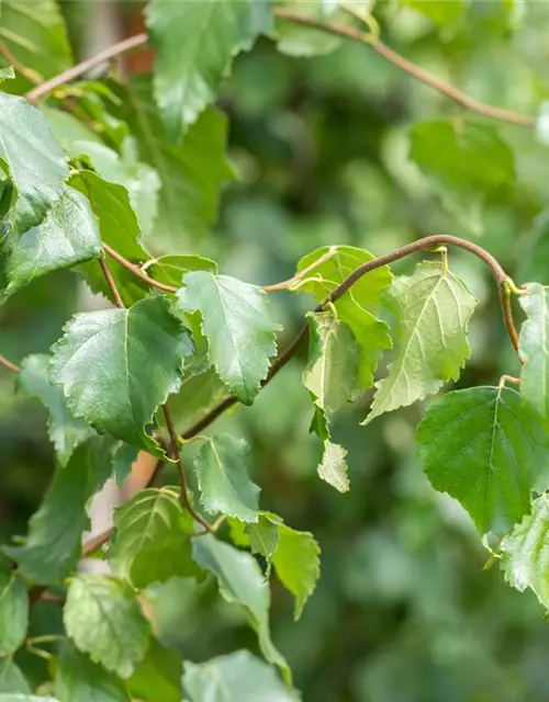 Betula pendula