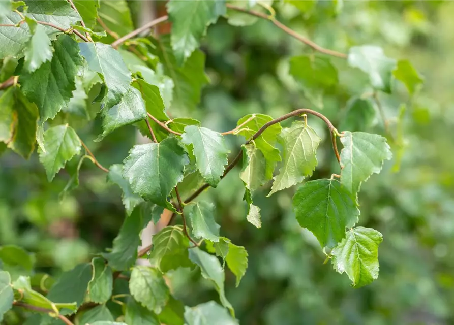 Betula pendula