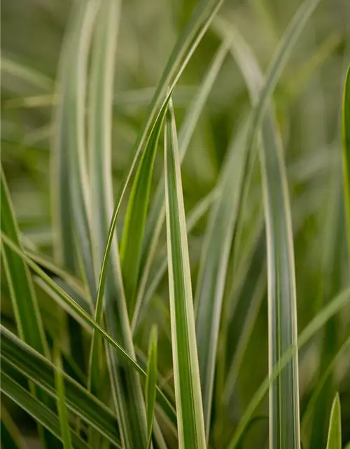 Carex morrowii