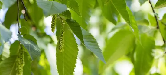 Carpinus betulus