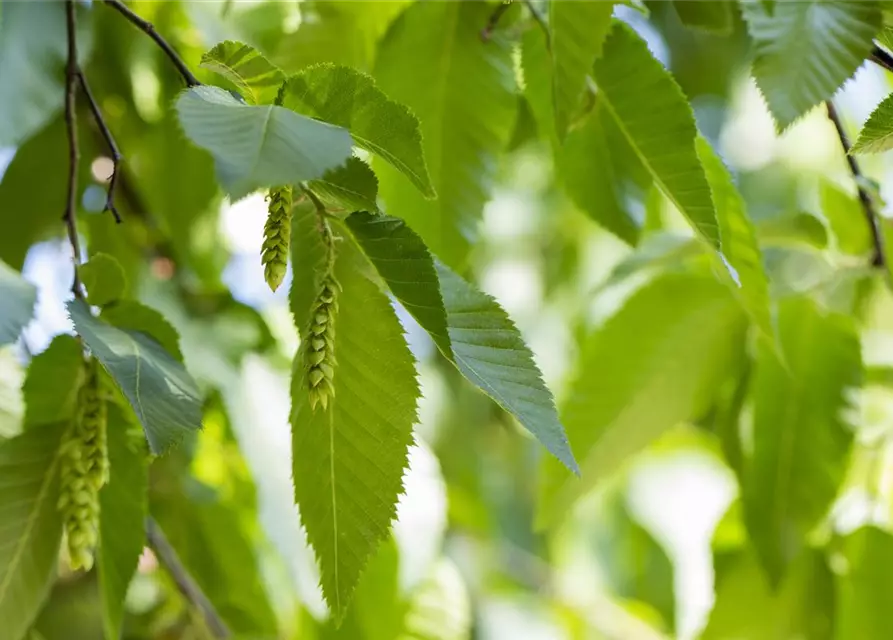 Carpinus betulus