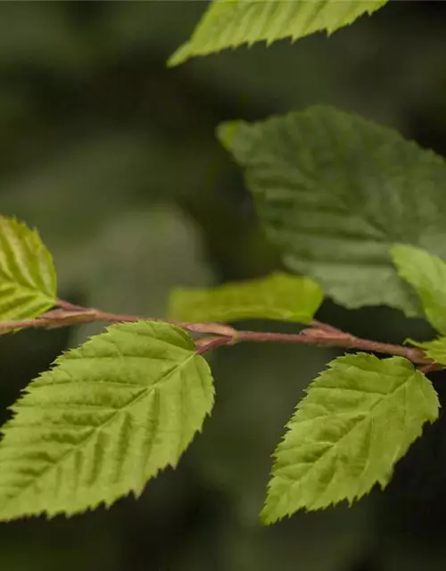 Carpinus betulus