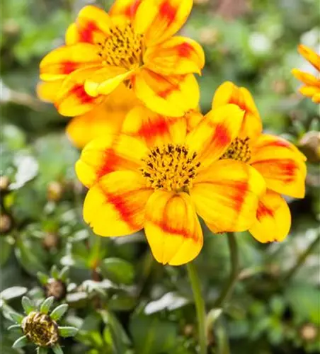 Bidens ferulifolia 'BeeDance'®