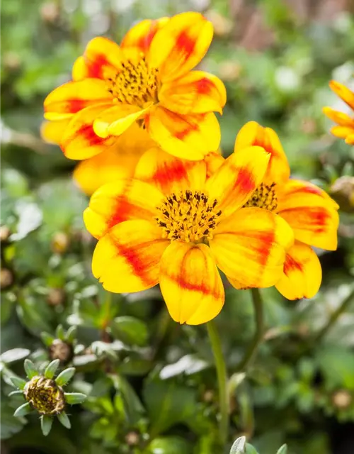 Bidens ferulifolia 'BeeDance'®