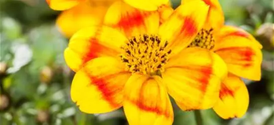 Bidens ferulifolia 'BeeDance'®