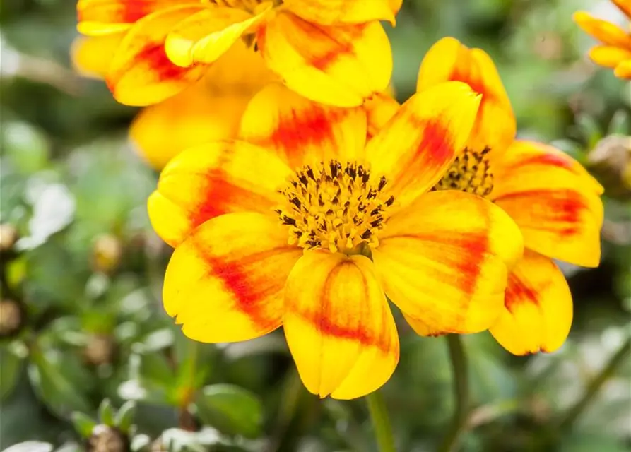 Bidens ferulifolia 'BeeDance'®