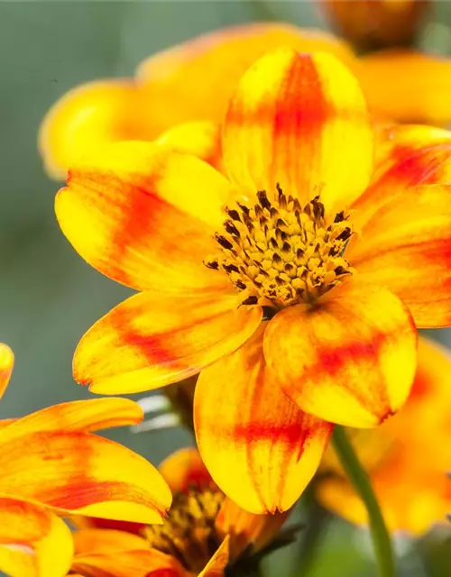 Bidens ferulifolia 'BeeDance'®