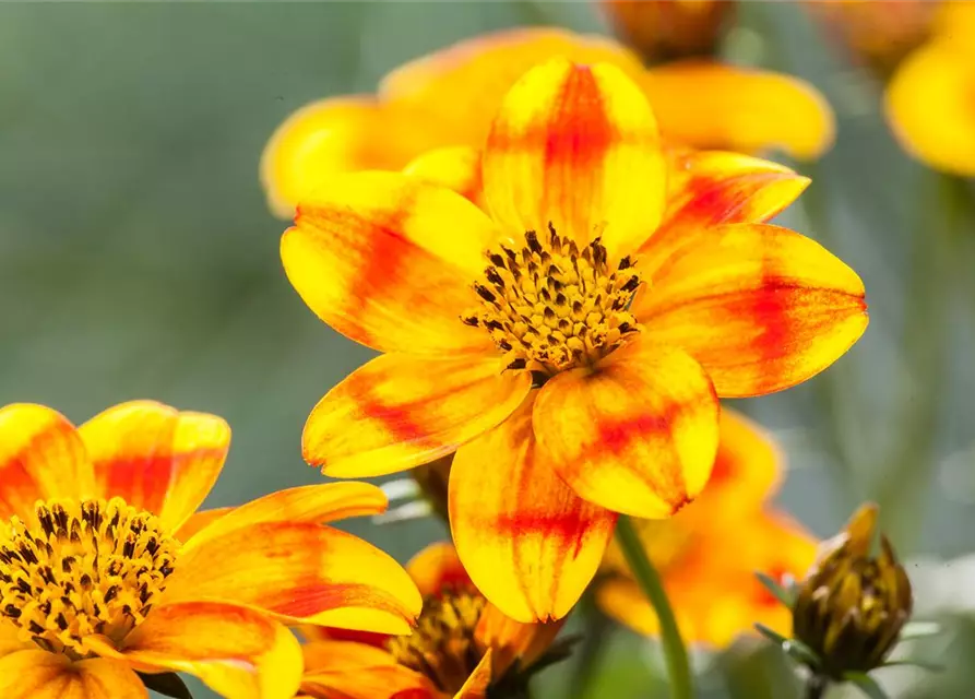 Bidens ferulifolia 'BeeDance'®