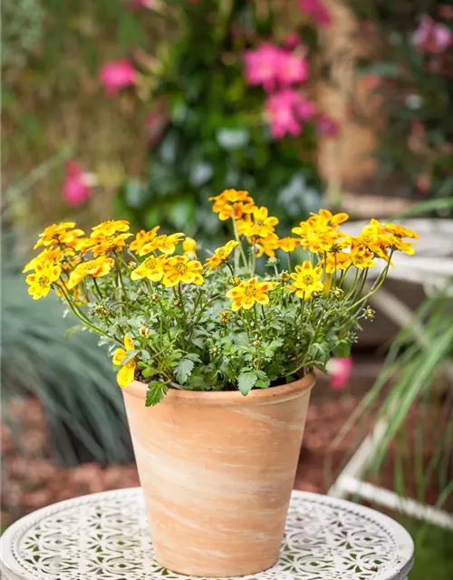 Bidens ferulifolia 'BeeDance'®