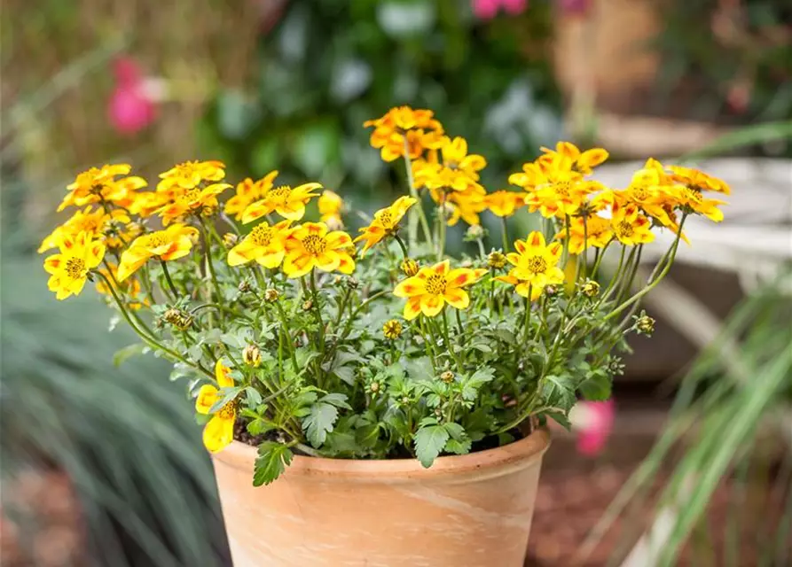 Bidens ferulifolia 'BeeDance'®